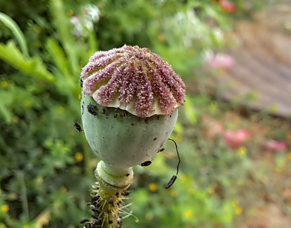 Papaver setiferum fruit