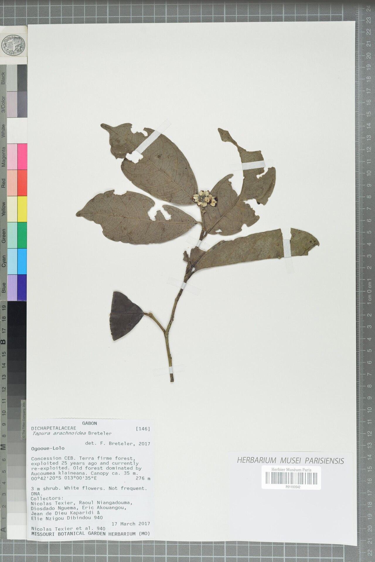 Tapura arachnoidea — related species from the same genus