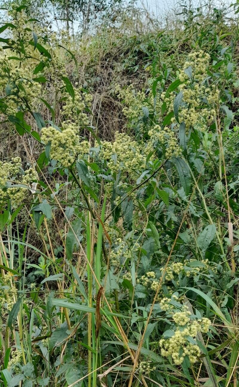 Baccharis punctulata habit