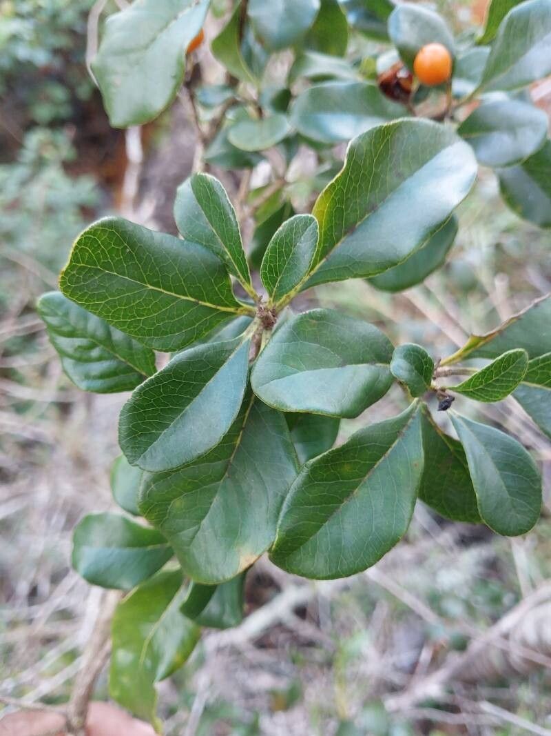 Pittosporum stenopetalum — search result for 'Pittosporum'