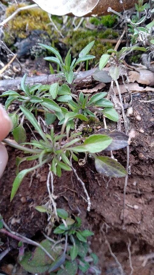 Viola aethnensis — search result for 'Viola'