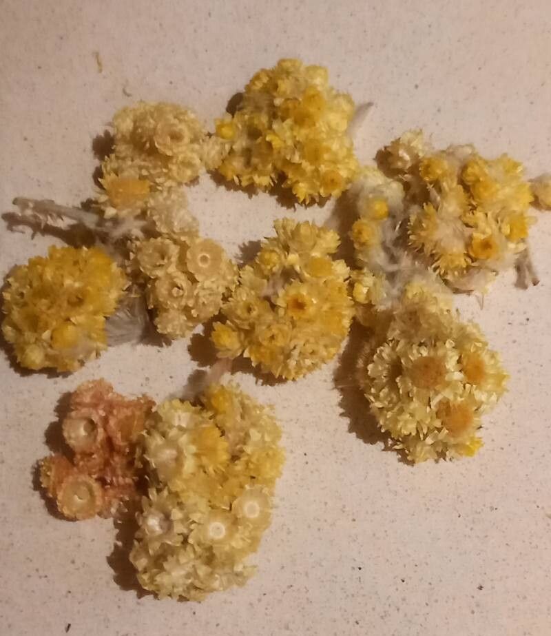 Helichrysum armenium other