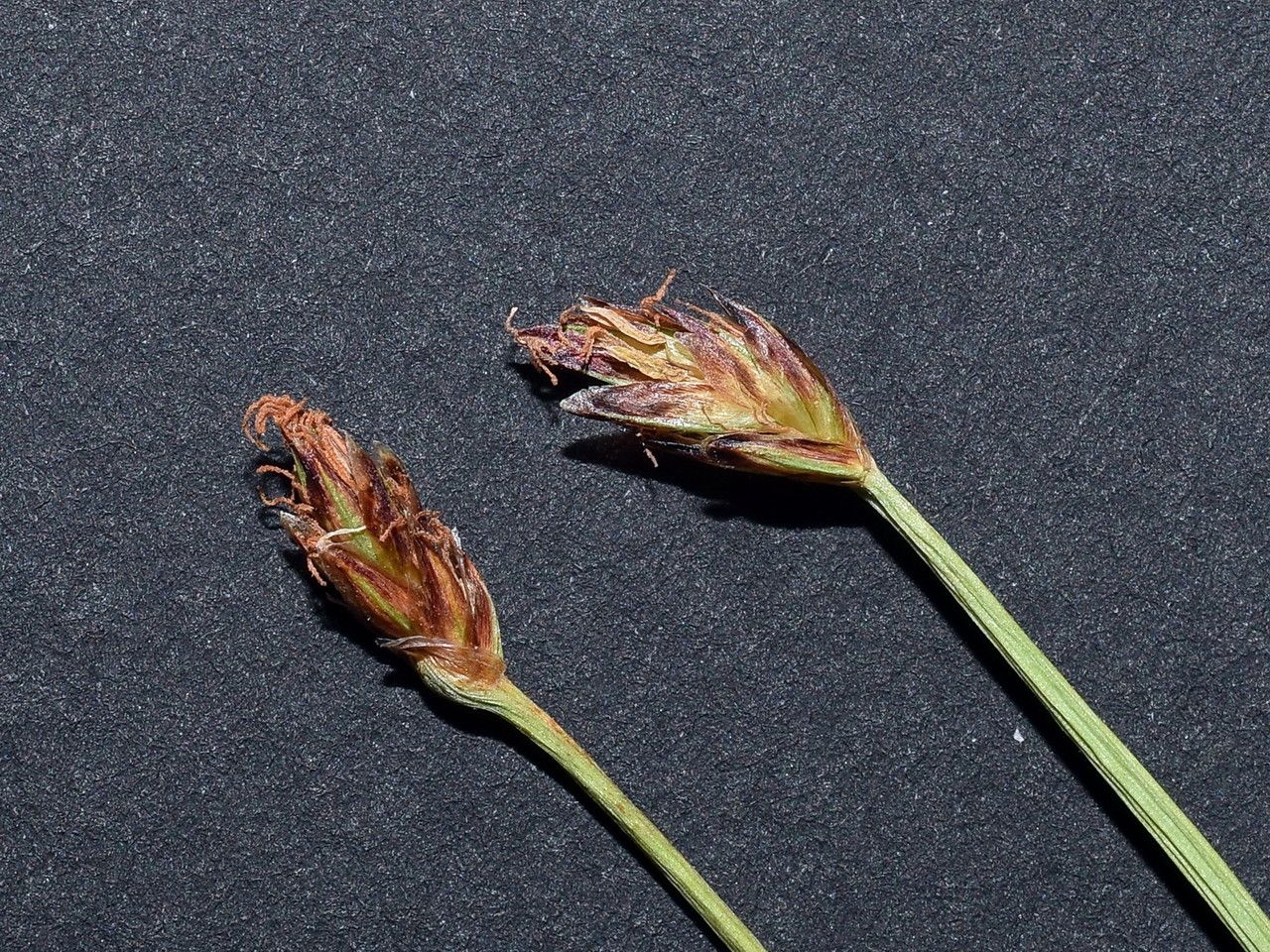 Eleocharis multicaulis fruit