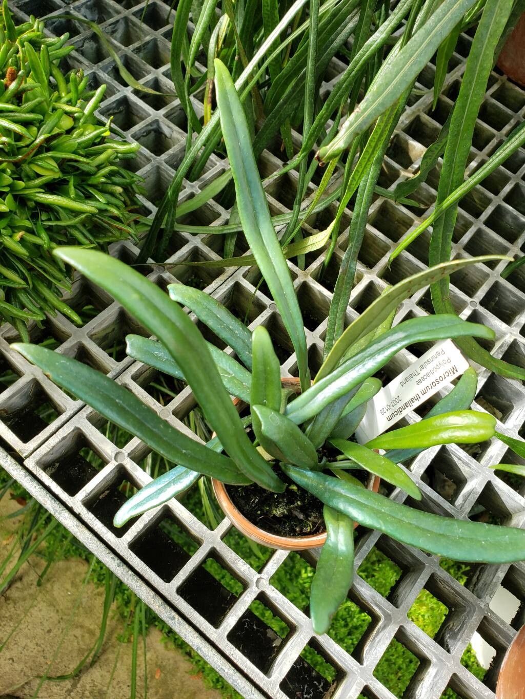 Microsorum thailandicum habit