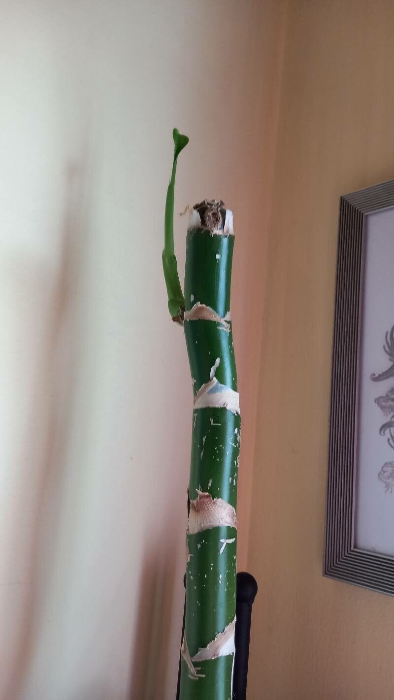 Dracaena vanderystii — search result for 'Dracaena'