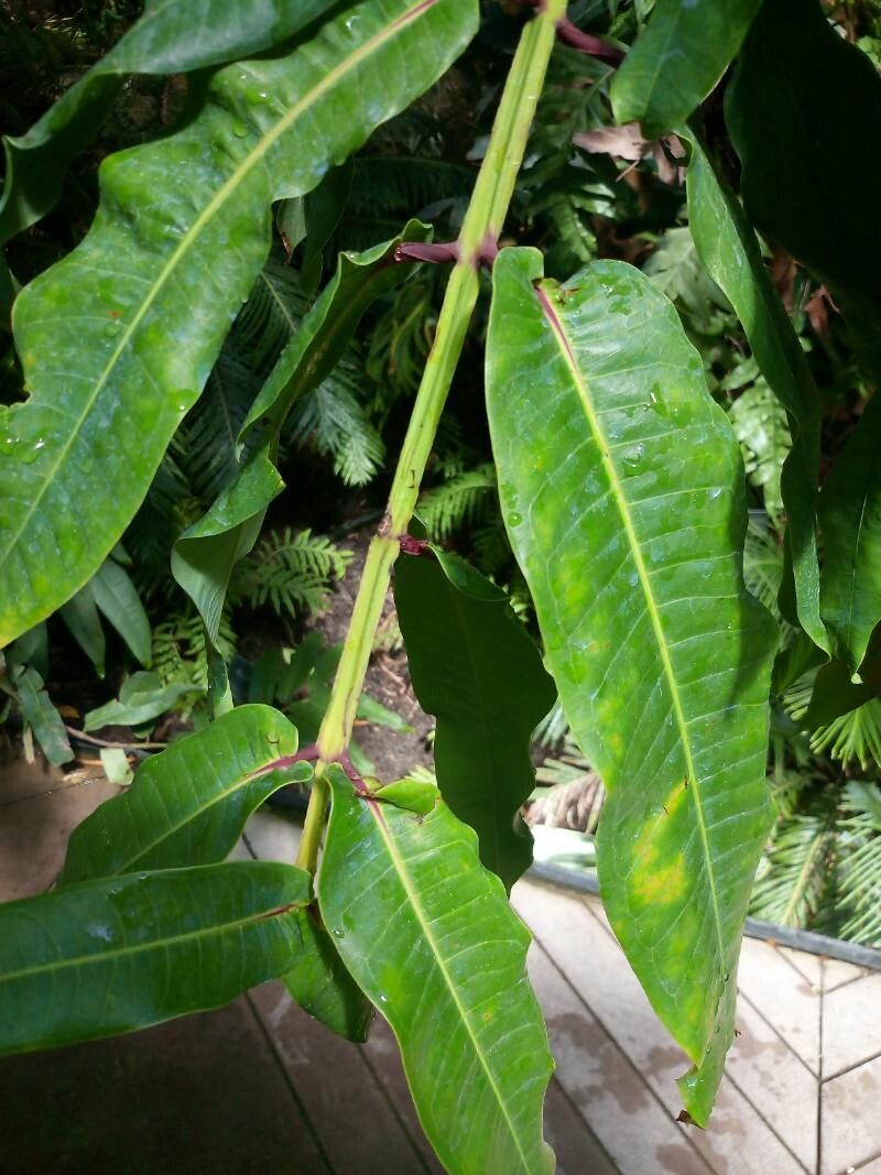 Syzygium longifolium leaf