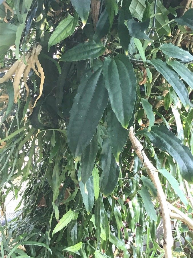 Thunbergia mysorensis leaf