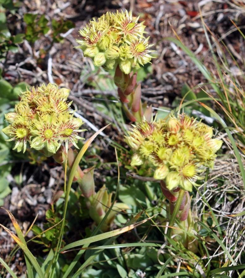 Sempervivum wulfenii flower