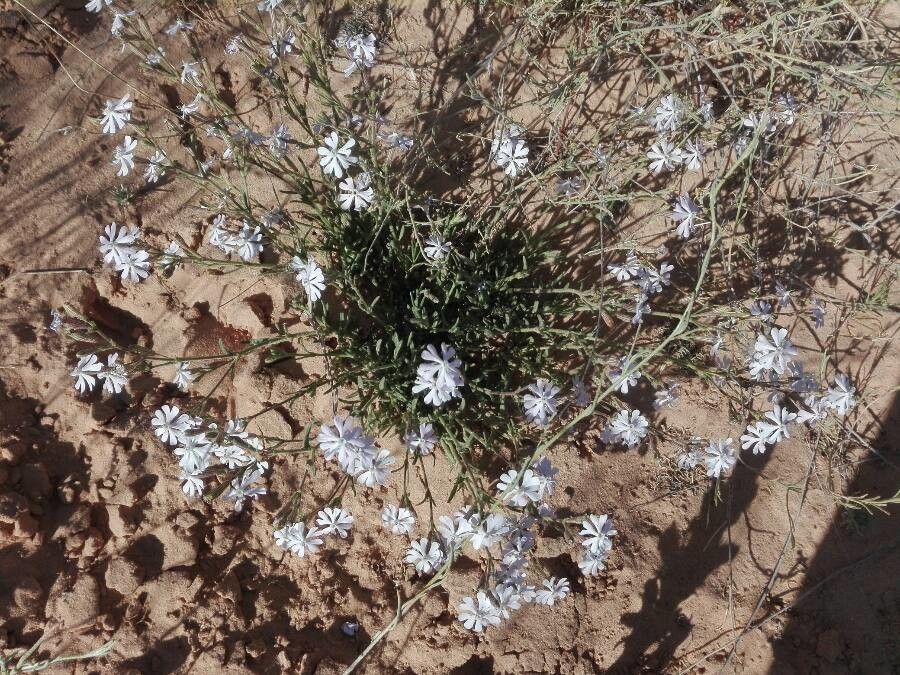 Silene arenarioides — houseplant care guide