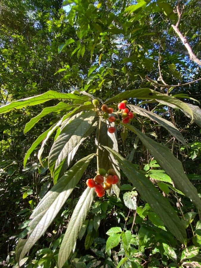 Cordia hatschbachii — search result for 'Cordia'