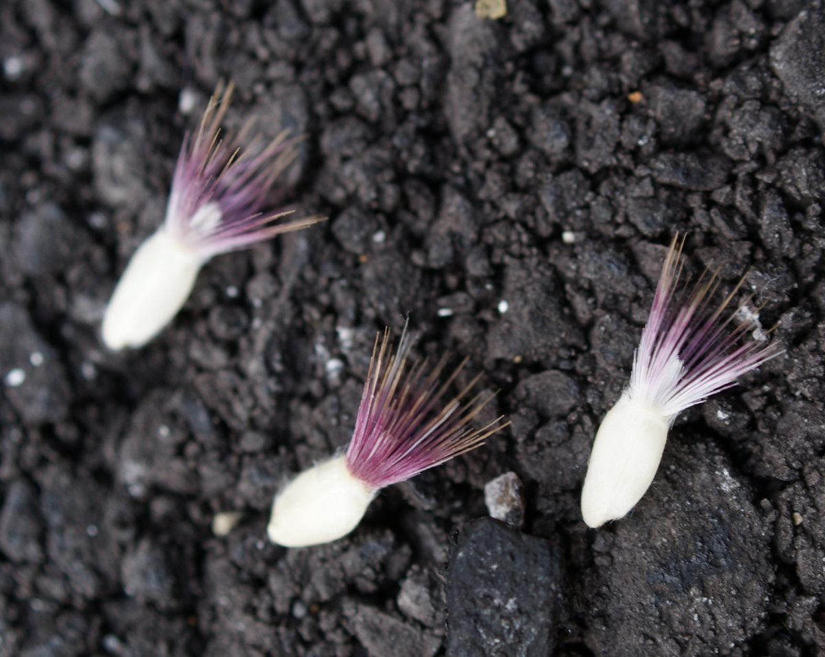 Centaurea redempta fruit