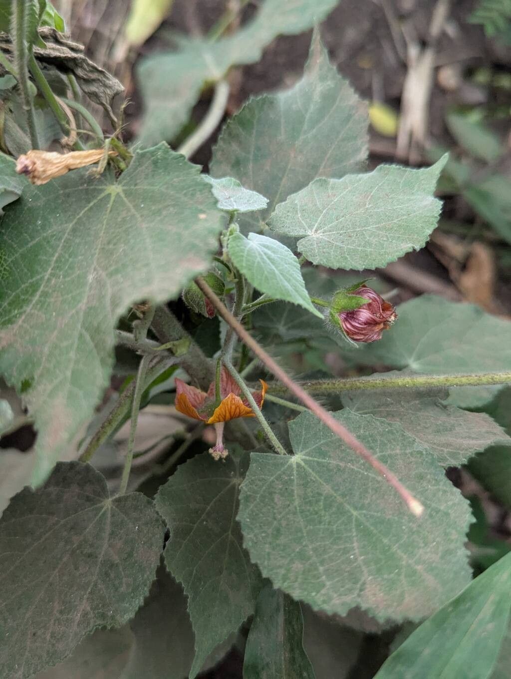 Abutilon auritum