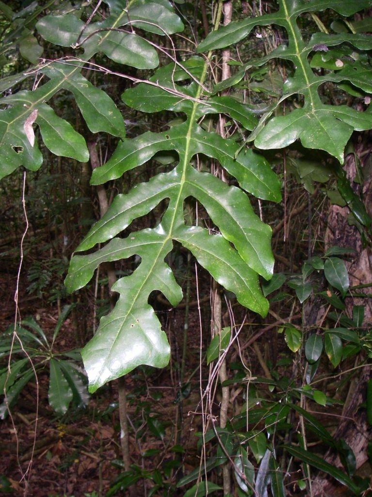 Meryta sonchifolia — search result for 'Araliaceae'