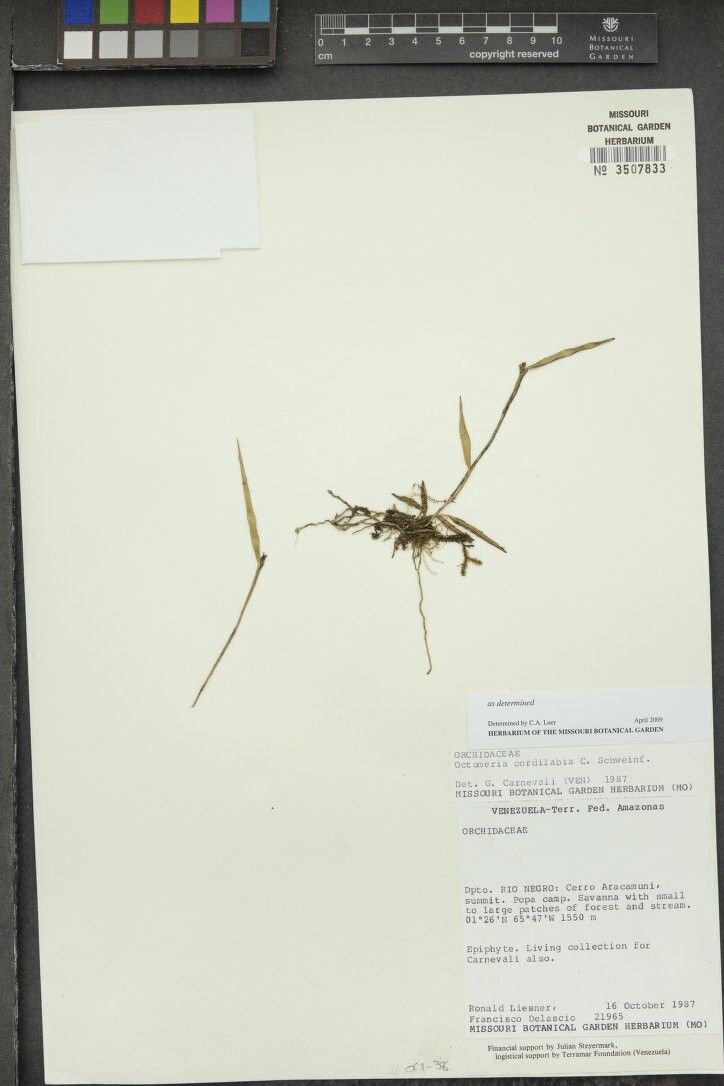 Octomeria cordilabia — related species from the same genus