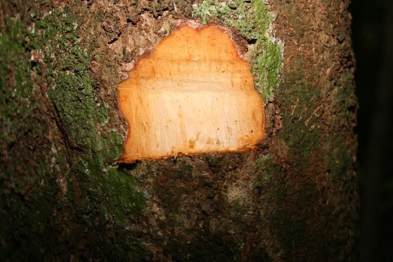 Abarema jupunba other