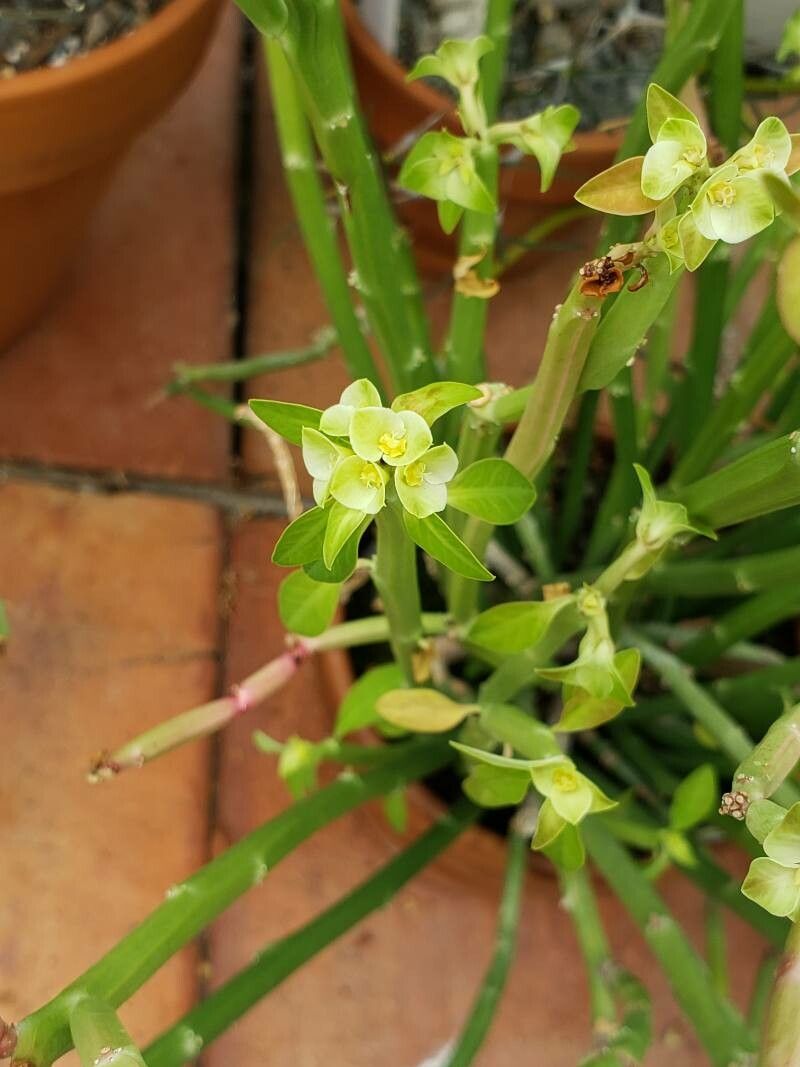 Euphorbia nubica flower