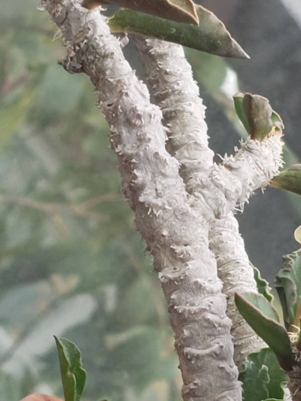 Euphorbia cap-saintemariensis bark
