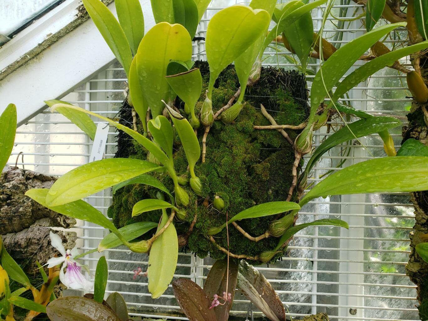Bulbophyllum bicolor habit