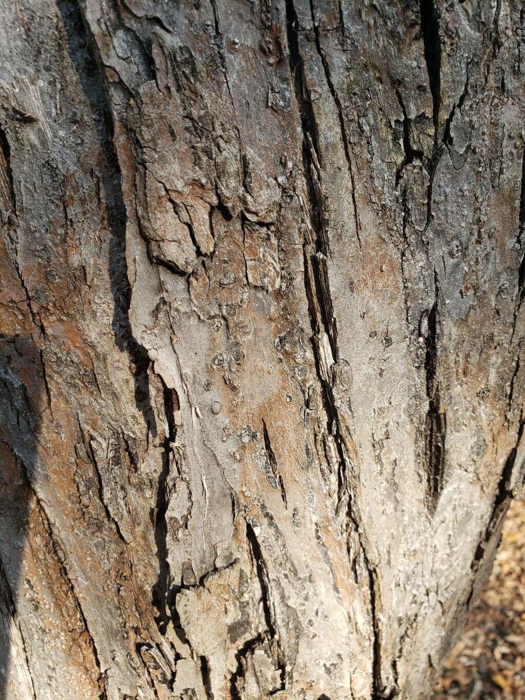 Malus mandshurica bark