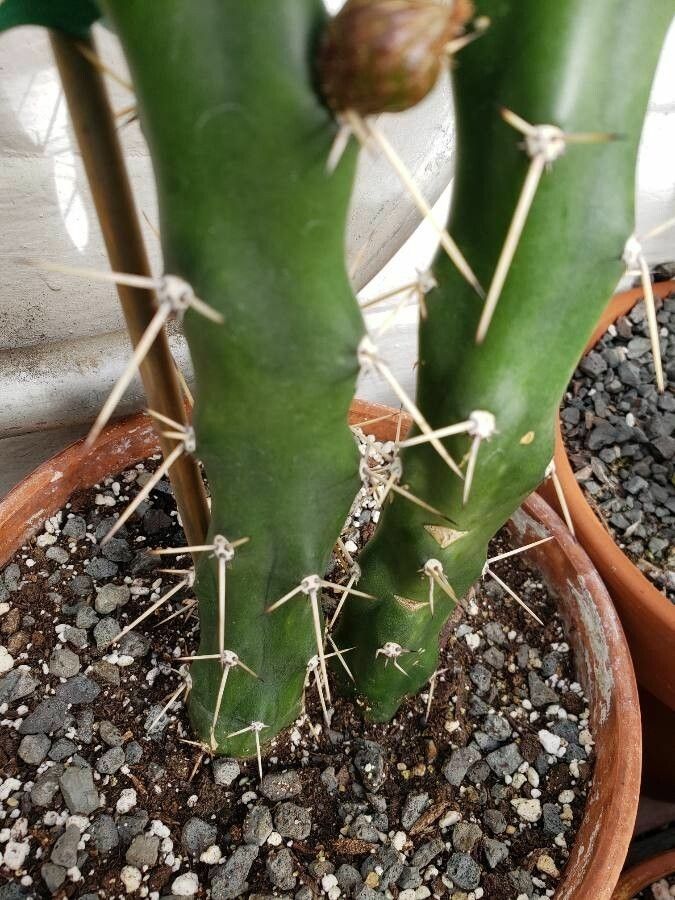 Harrisia regelii — houseplant care guide