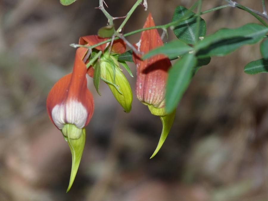 Crotalaria grevei flower