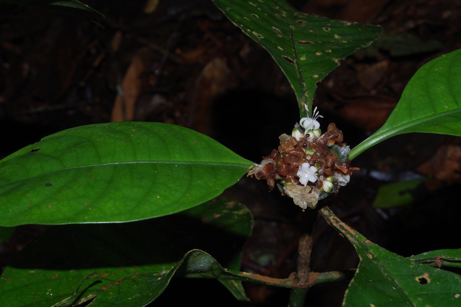 Psychotria brachypus — houseplant care guide