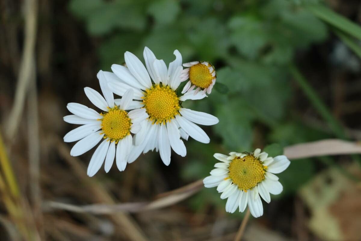 Chrysanthemum makinoi — houseplant care guide