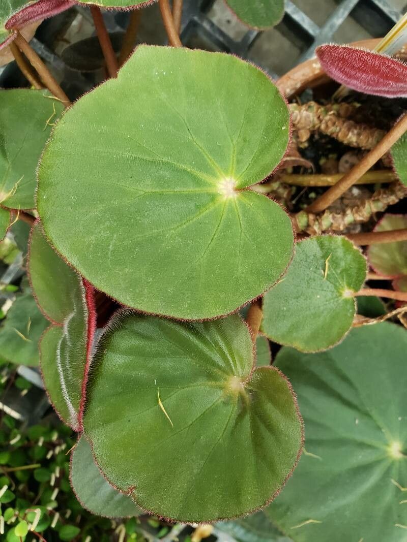 Begonia acetosa