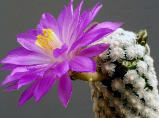 Cochemiea theresae flower