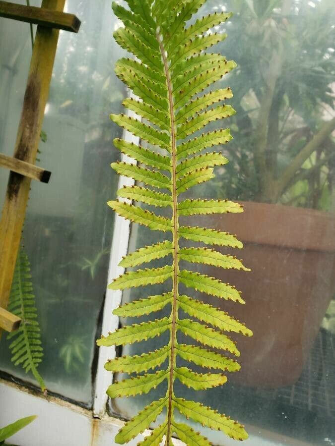 Pleopeltis deparioides leaf