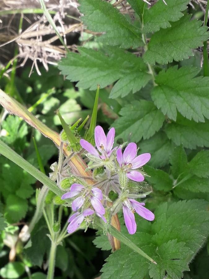 Erodium acaule flower