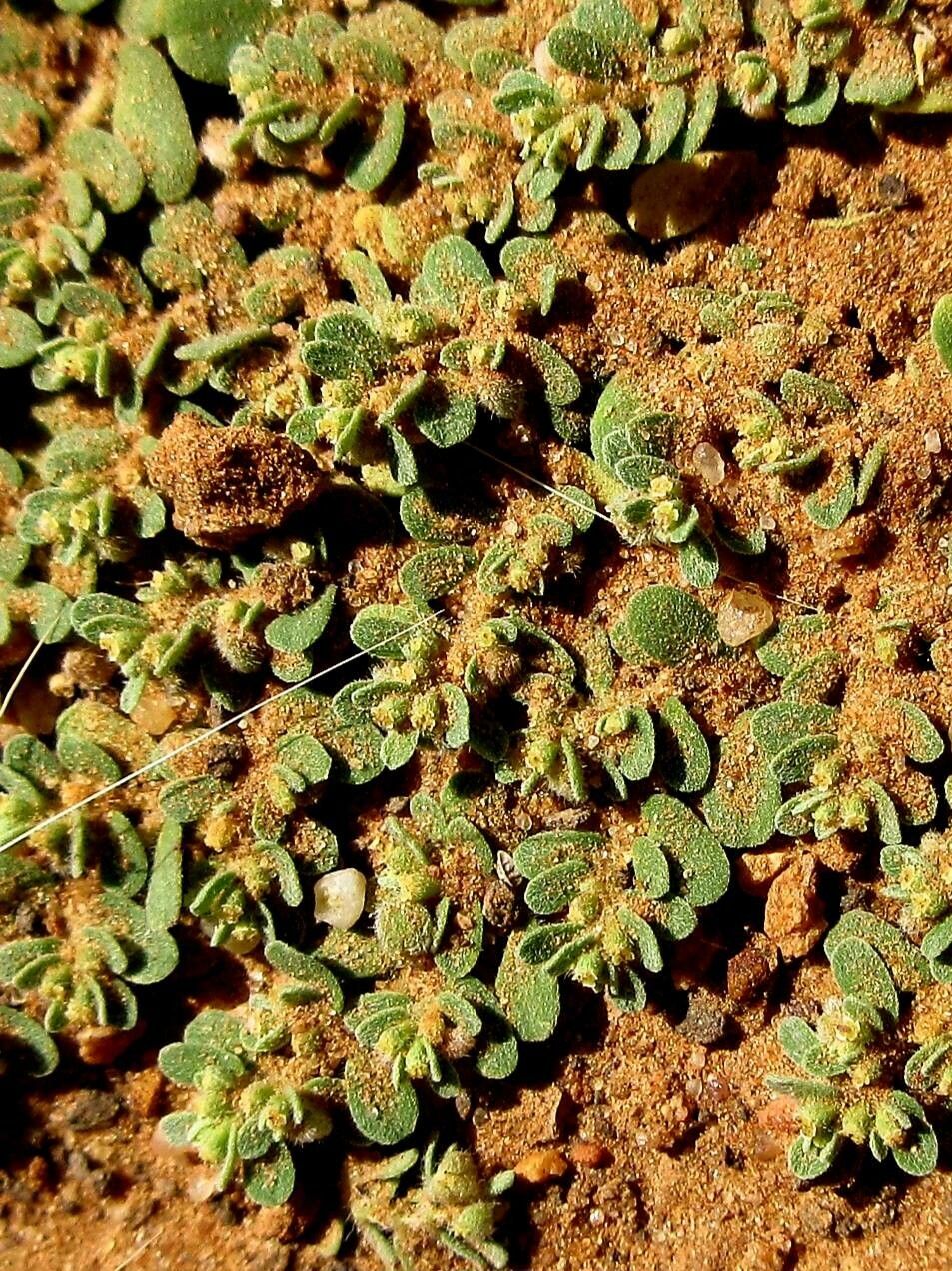 Euphorbia granulata flower