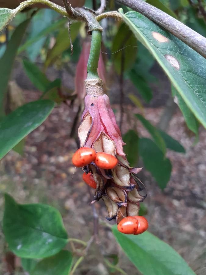 Magnolia wilsonii fruit