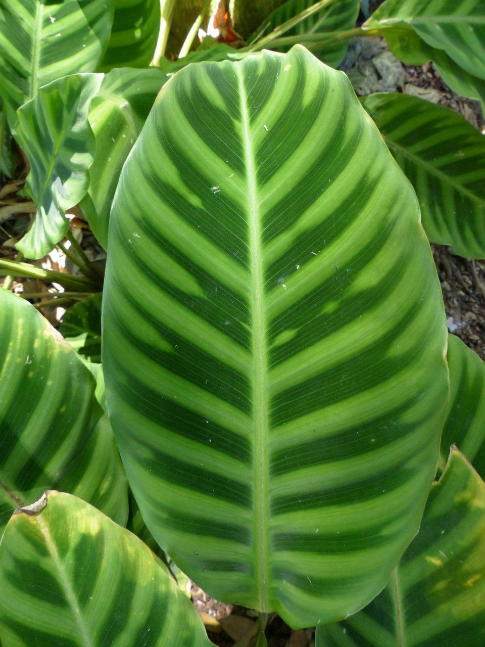 Calathea zebrina leaf