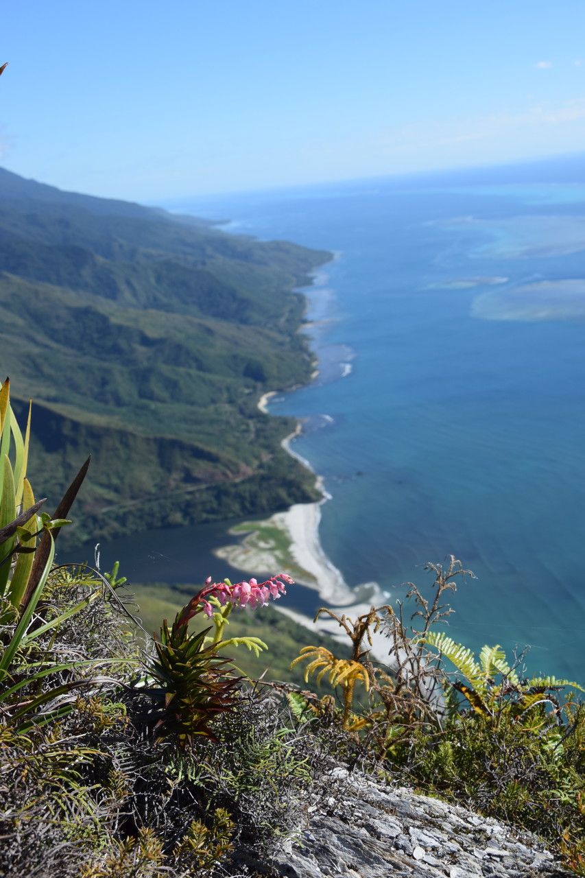 Dracophyllum ouaiemense habit