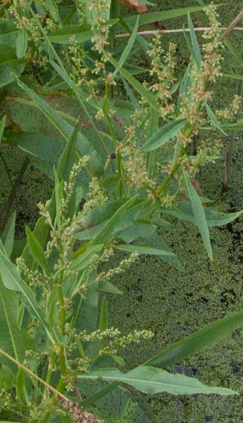 Rumex palustris fruit