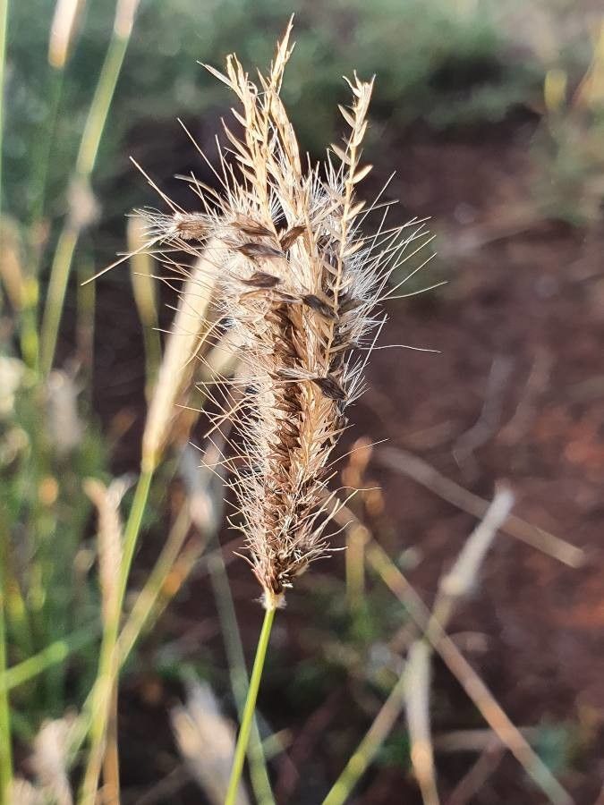 Chloris virgata fruit