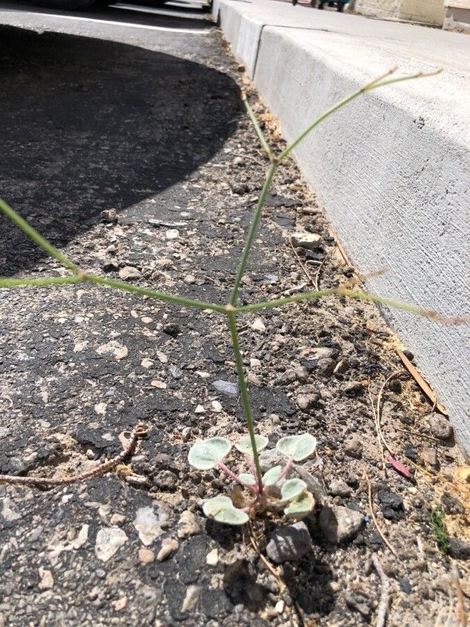 Eriogonum deflexum — search result for 'Eriogonum'