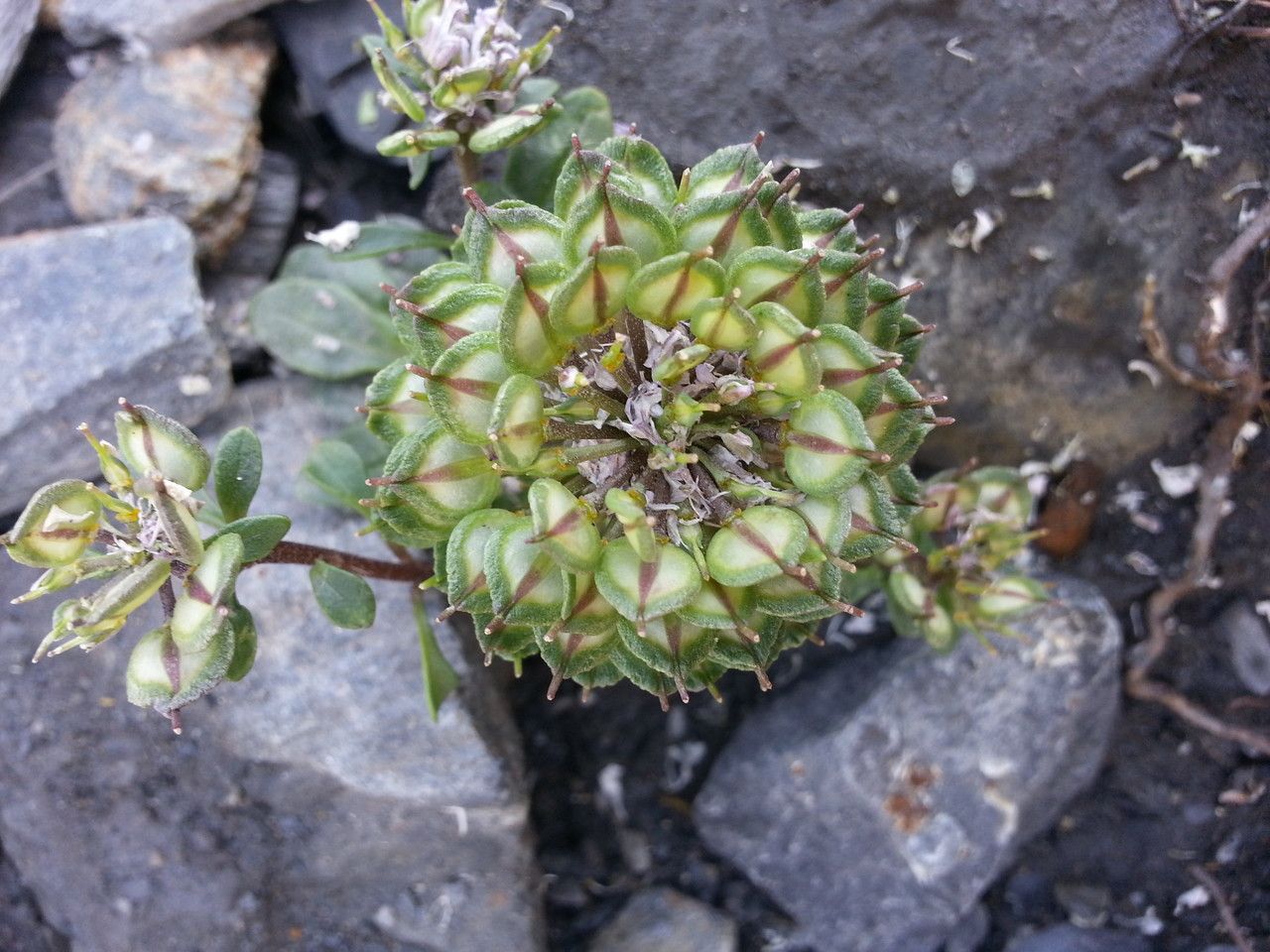 Iberis spathulata fruit