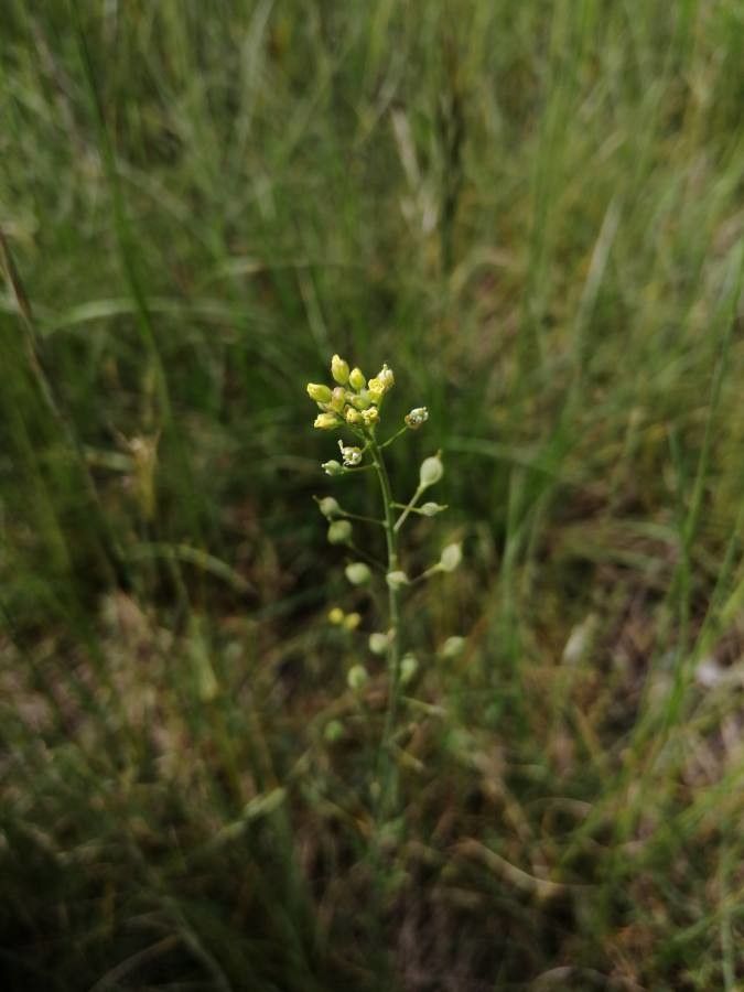 Camelina microcarpa fruit