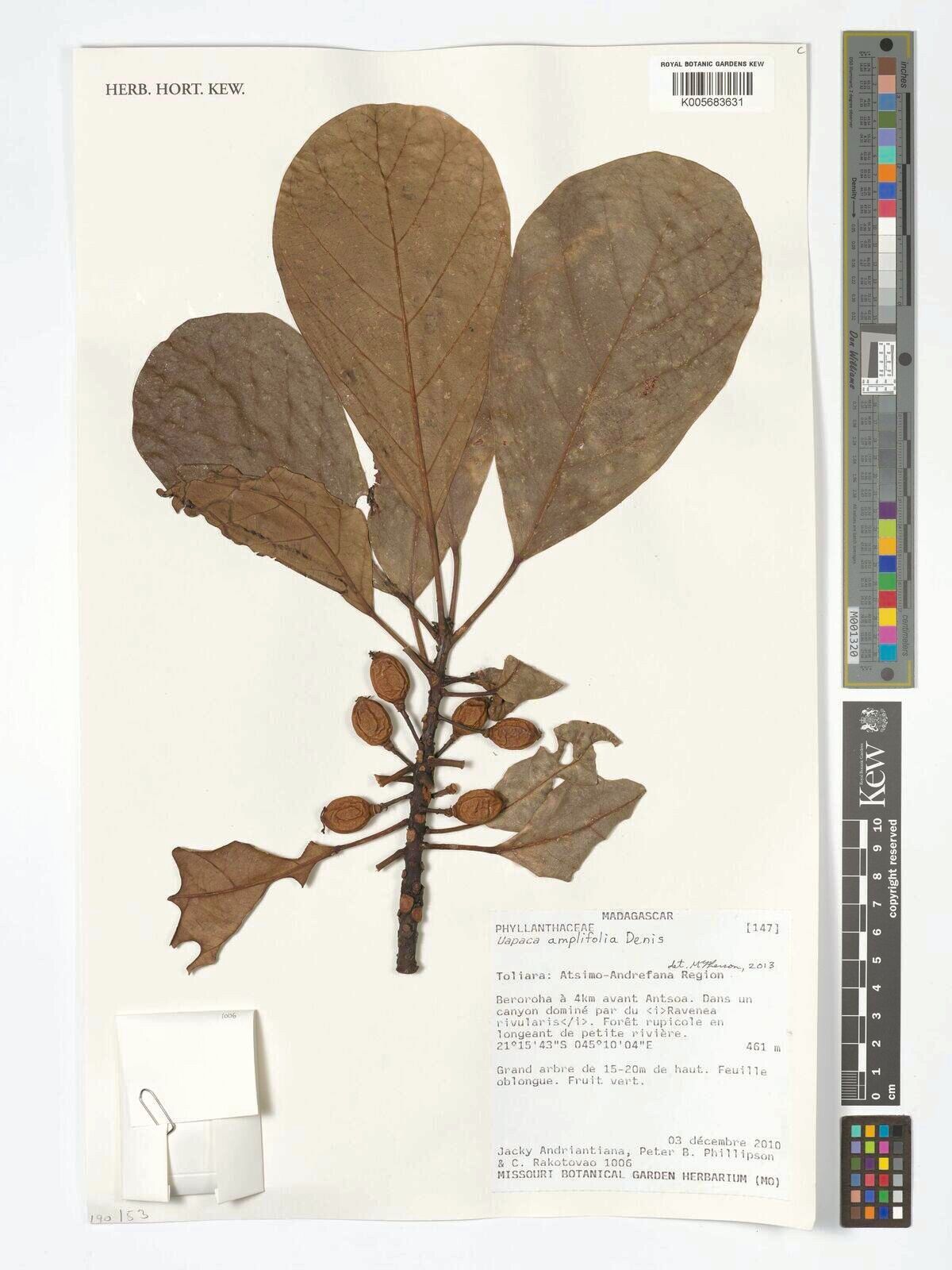 Uapaca amplifolia — related species from the same genus