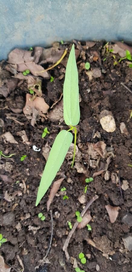 Vigna umbellata — search result for 'Vigna'