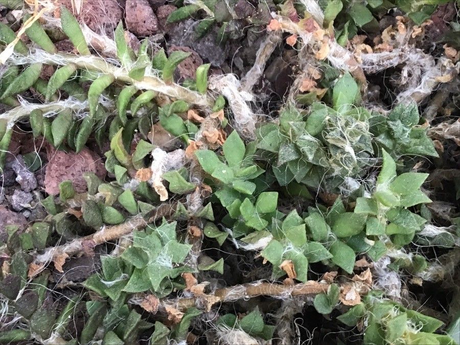 Anacampseros karasmontana — search result for 'Anacampseros'