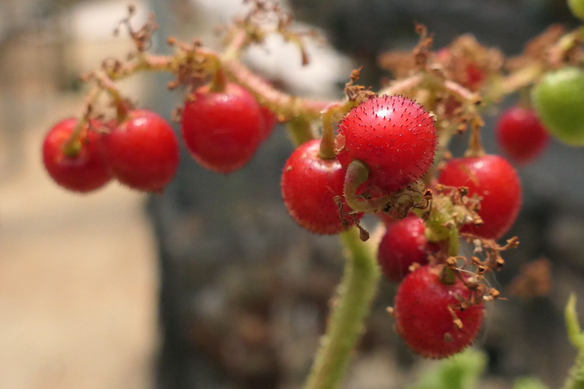 Cyphostemma uter fruit