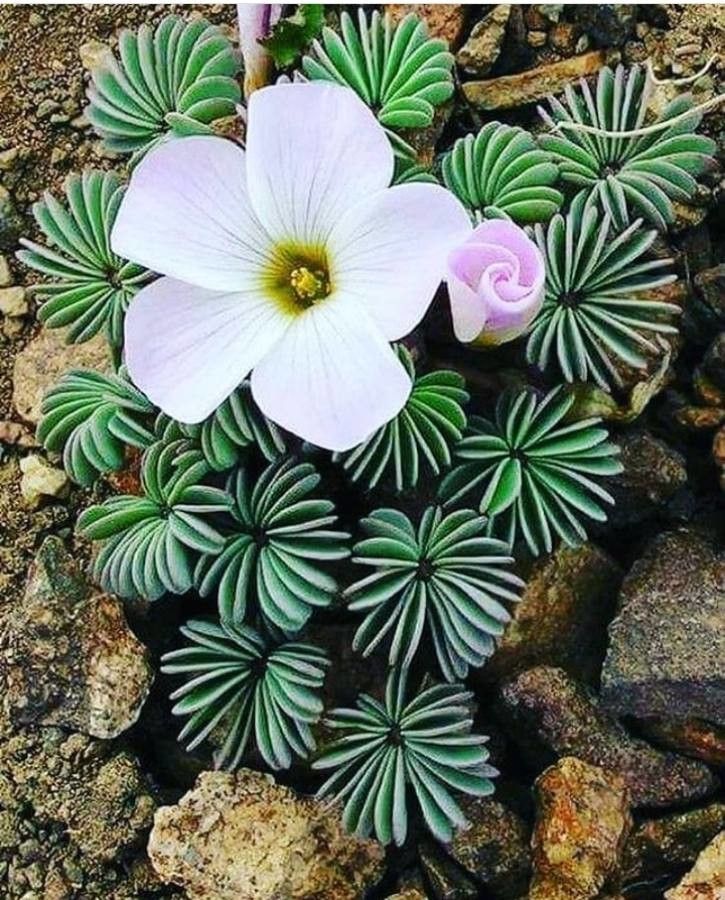 Oxalis adenophylla leaf