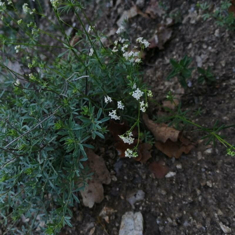 Galium estebanii flower