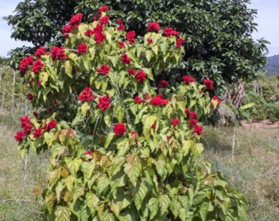 Bixa orellana flower