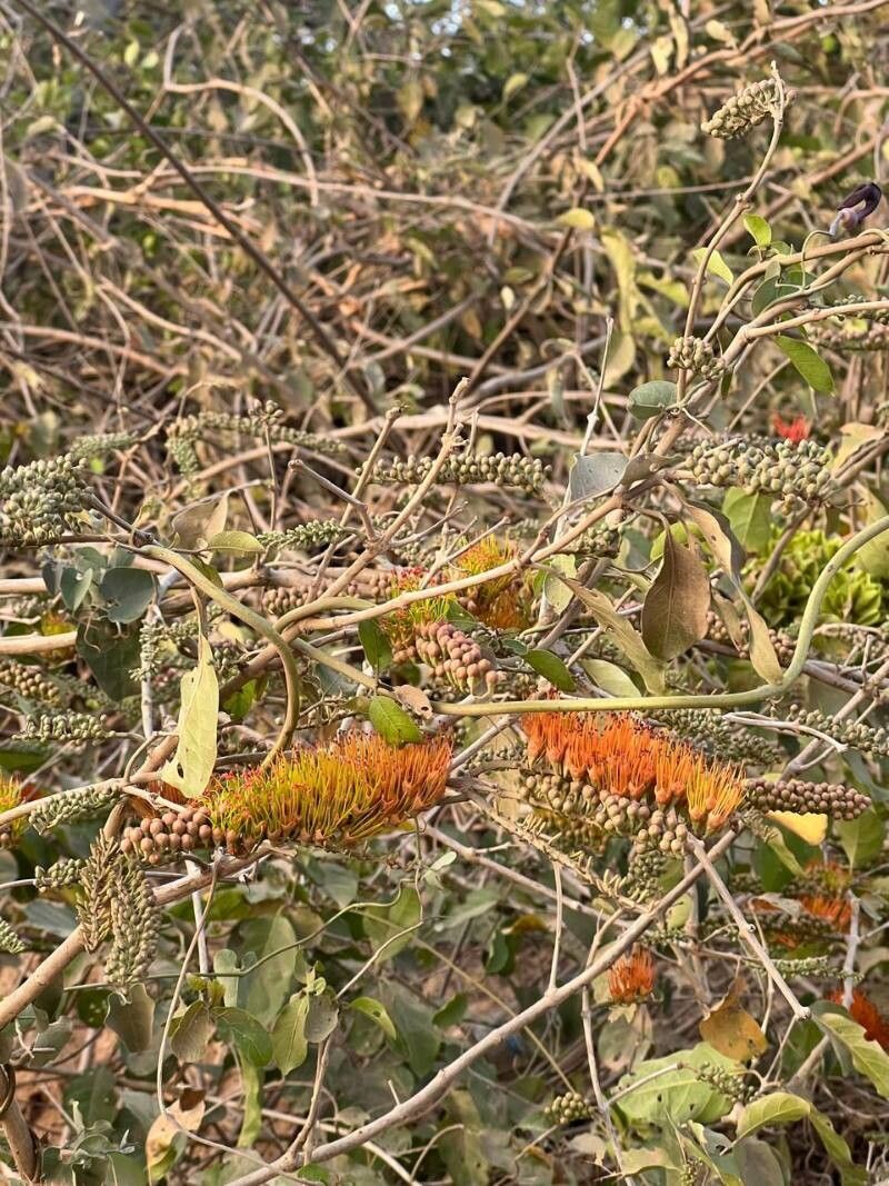 Combretum farinosum flower