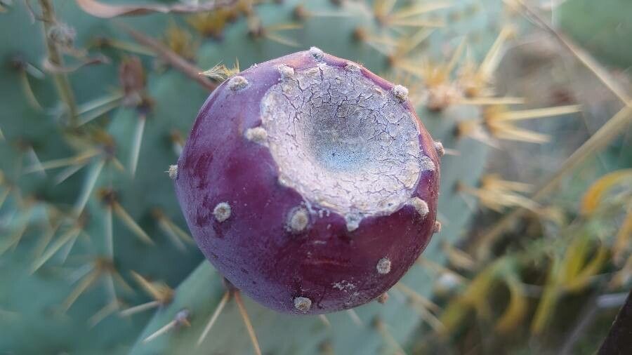 Opuntia engelmannii fruit
