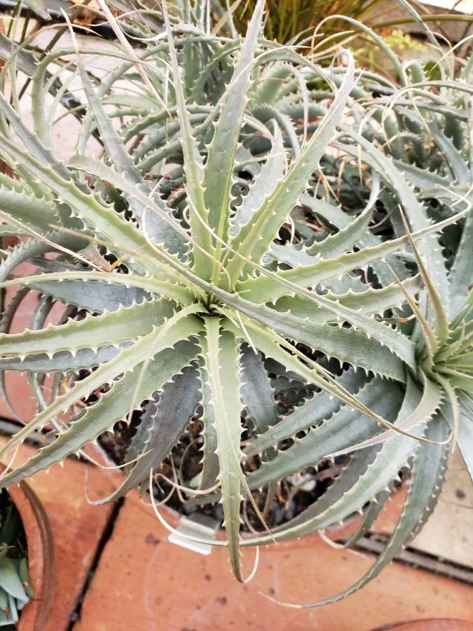 Deuterocohnia longipetala — search result for 'Bromeliaceae'